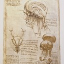 Leonardo da VinciI - Studi del cranio e del cervello Foglio di Weimar v., Schloss-Museum, Weimar